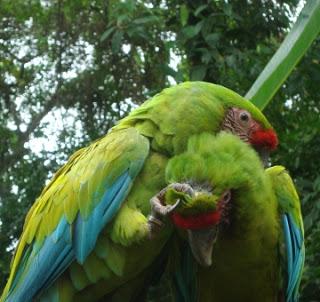 Proyecto Ara, El Gran Guacamayo Verde
