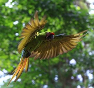 Proyecto Ara, El Gran Guacamayo Verde