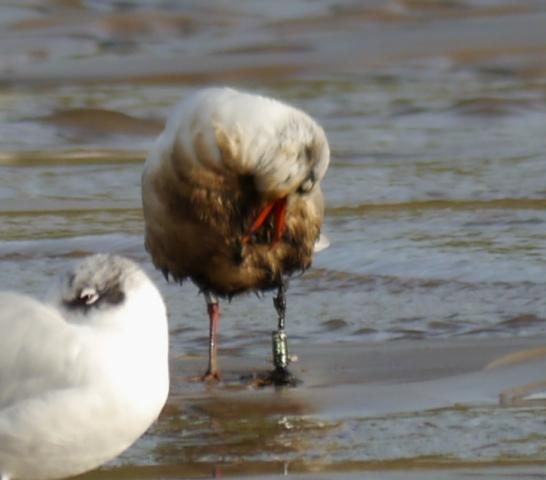 Pequeños vertidos y otras amenazas