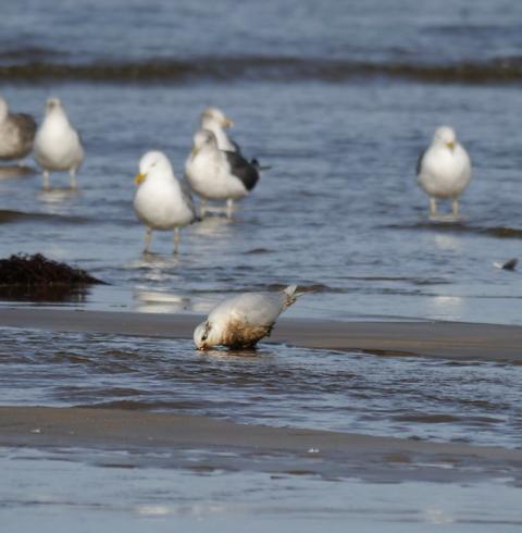 Pequeños vertidos y otras amenazas