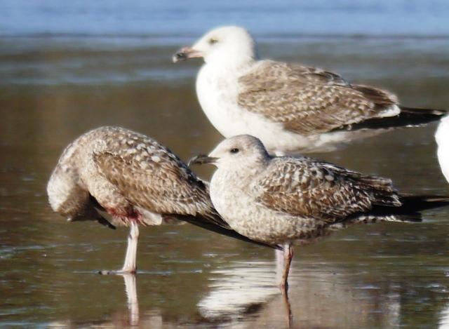 Pequeños vertidos y otras amenazas