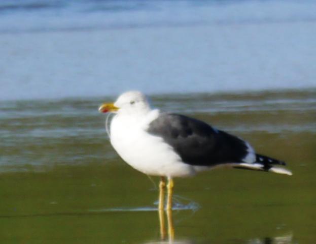 Pequeños vertidos y otras amenazas