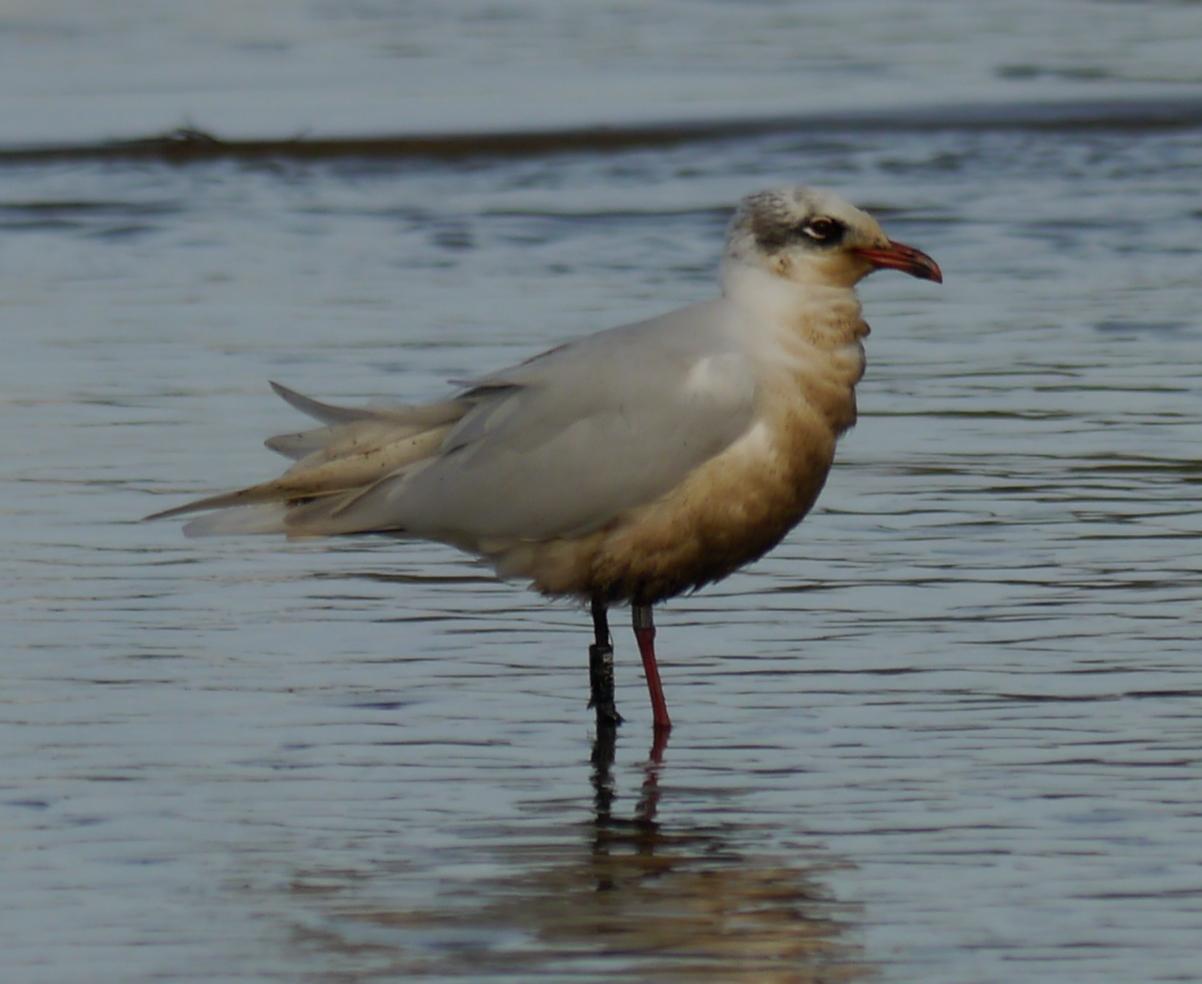Pequeños vertidos y otras amenazas