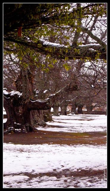 Castaños Ermita Alcobilla