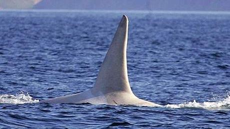 Avistan por Primera Vez a una Orca Blanca Adulta