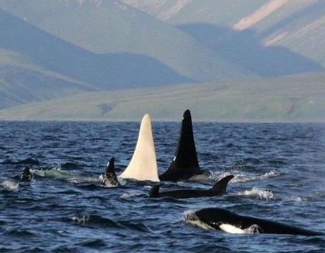 Avistan por Primera Vez a una Orca Blanca Adulta