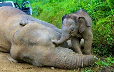 ¿Que te pasa mamá? despierta