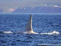 Iceberg, la Orca Blanca