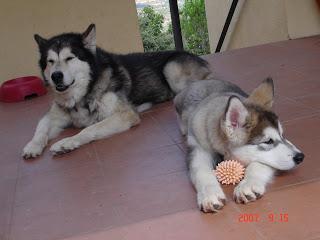 CHUTNEY de mangos. RECETA 1.