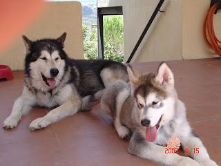 CHUTNEY de mangos. RECETA 1.