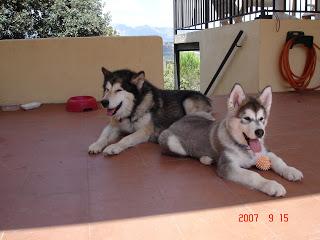 CHUTNEY de mangos. RECETA 1.