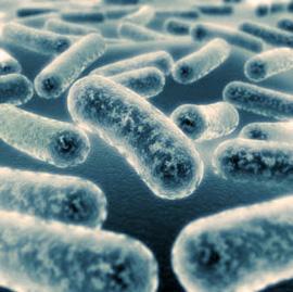 bacterias para depuradoras