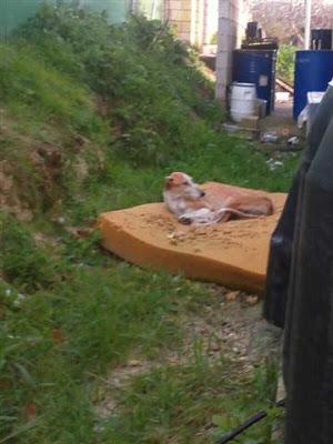 Sigue en la calle...GALGO ABANDONADO!! (Córdoba).