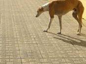 Sigue calle...GALGO ABANDONADO!! (Córdoba).