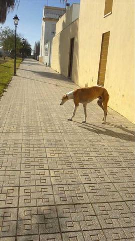 Sigue en la calle...GALGO ABANDONADO!! (Córdoba).