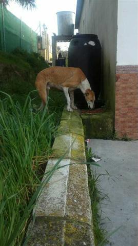 Sigue en la calle...GALGO ABANDONADO!! (Córdoba).
