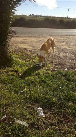 Sigue en la calle...GALGO ABANDONADO!! (Córdoba).