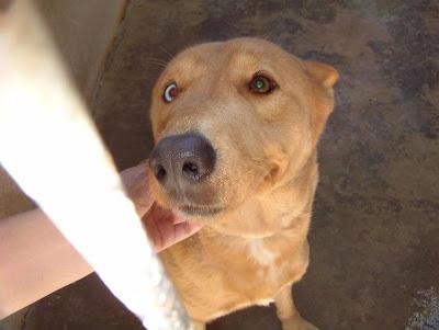 MUY URGENTE, LO SACRIFICAN YA!!