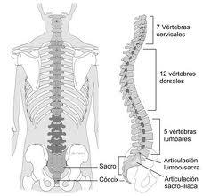 ¿Cómo son las vértebras de nuestra espalda?