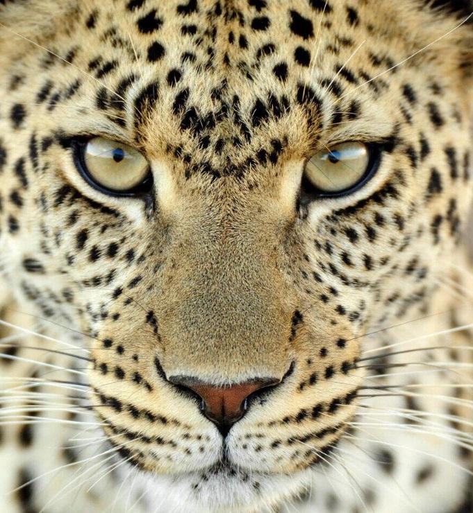  photo animalprint1_zpsb3783203.jpg