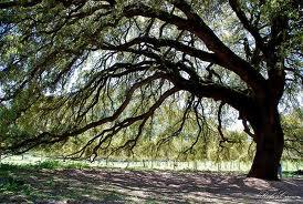 De Esquivel a Coripe