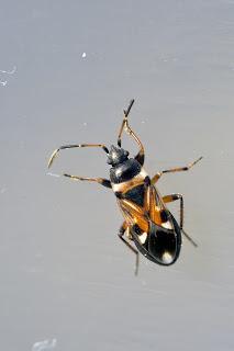 Raglius alboacuminatus (Goeze, 1778)