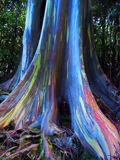 Eucalyptus deglupta