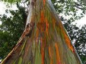 Eucalyptus deglupta