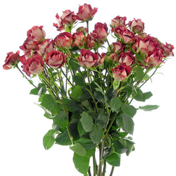 Floresfrescas.com 6 soluciones online para mandar flores por San Valentín - Floristerias online - Wild Style Magazine