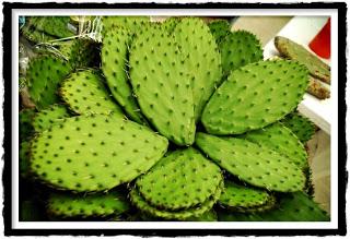 NOPAL
