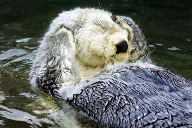 El despertar casi humano de una nutria.