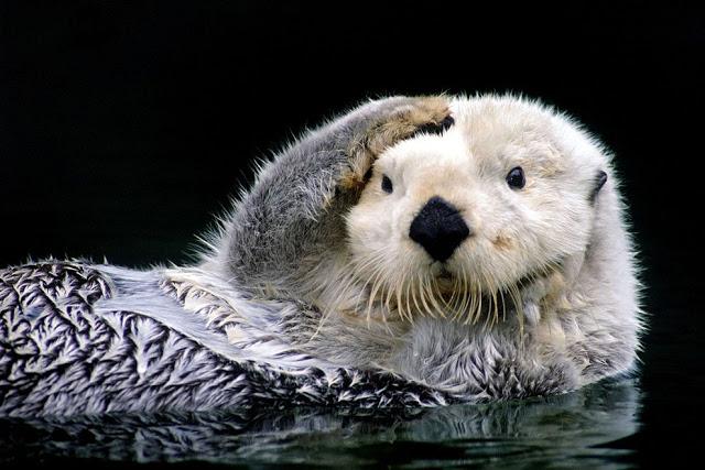 El despertar casi humano de una nutria.