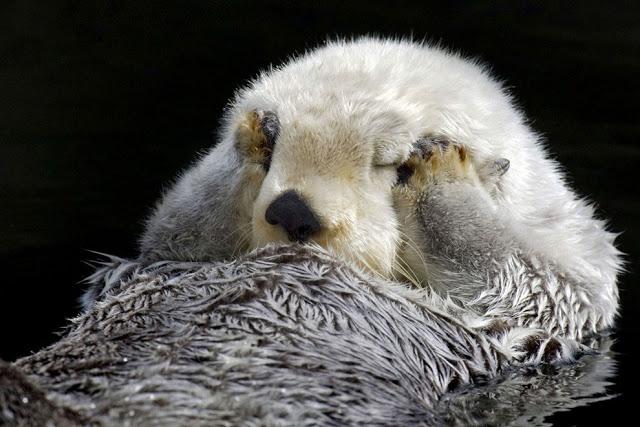 El despertar casi humano de una nutria.