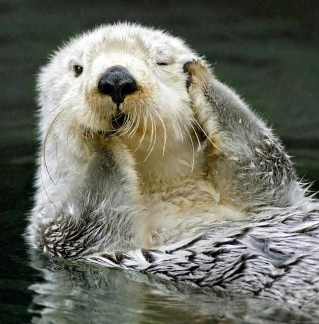 El despertar casi humano de una nutria.