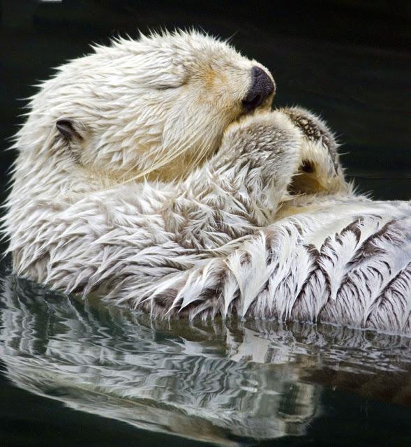 El despertar casi humano de una nutria.