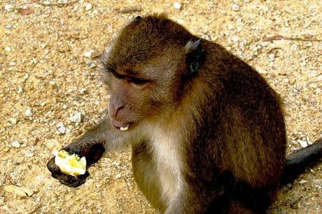 Mono en Phuket