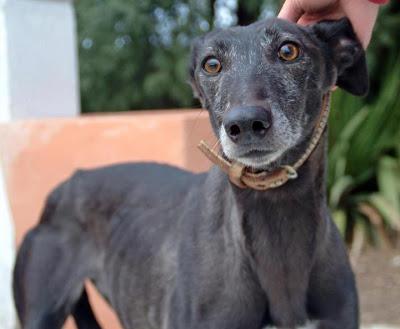 MORA, GALGA PERDIDA EL DOMINGO EN MADRID.