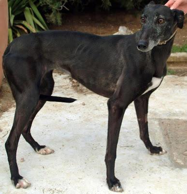 MORA, GALGA PERDIDA EL DOMINGO EN MADRID.