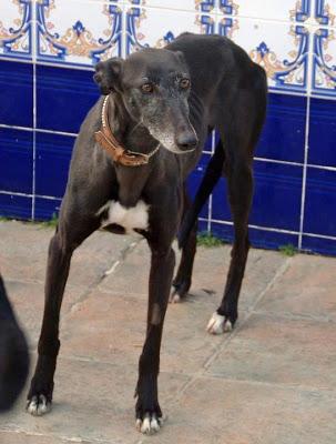 MORA, GALGA PERDIDA EL DOMINGO EN MADRID.