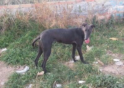 GALGA DE UN CAZADOR, NECESITA URGENTE ACOGIDA/ADOPCION.