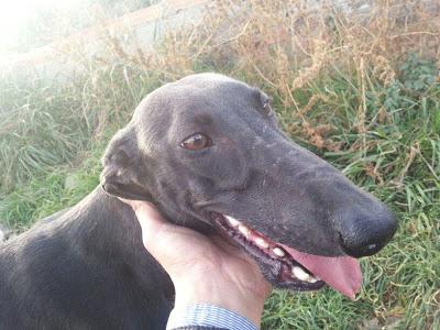 GALGA DE UN CAZADOR, NECESITA URGENTE ACOGIDA/ADOPCION.