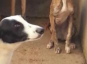 Urgente!! galgos perrera ciudad real!!