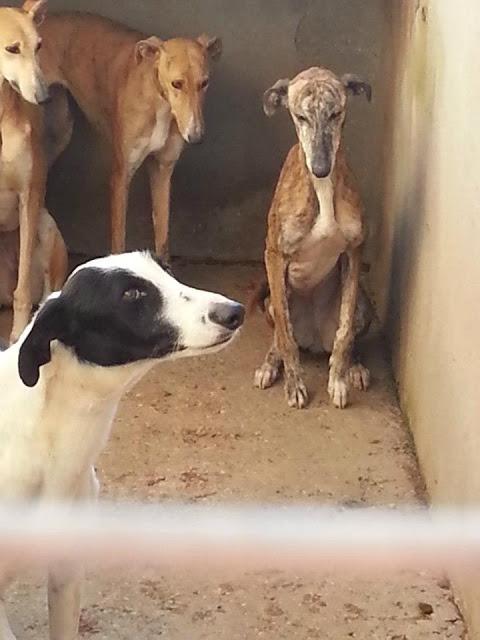 URGENTE!! GALGOS EN LA PERRERA DE CIUDAD REAL!!