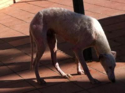 Extremadamente urgente, galgos abandonados en Sevilla!!!