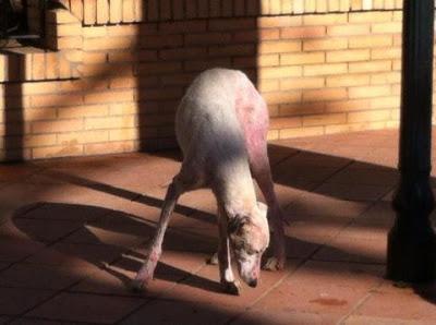 Extremadamente urgente, galgos abandonados en Sevilla!!!