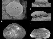 Encuentran fósil antiguo centollo cantera española