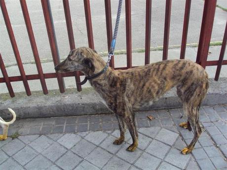Foto: Estas dos preciosas galguitas a las que llaman Ligera es la blanquita y Bruja la atigrada corren el riesgo de terminar en manos de un gitano o tiradas en medio de algun campo perdido de la mano de dios..  He estado hablando con el dueño y las he hecho fotos para intentar evitar que terminen de mala manera, porque ya me ha dicho que a él no le cuesta nada quitarles el chip y dejarlas por ahi tiradas. He tenido que morderme la lengua porque quiero intentar encontrarles una familia.. Son dos dulzuras, cariñosas a mas no poder, riquisimas,, que solo tenian ojitos para ese dueño que en lo unico que piensa es en cazar y matar conejos.  Ya sabemos que ellos no tienen ningun escrupulo ni ningun remordimiento, de hecho dice que las quitan los chips y se los ponen a otros. Asi que estas dos pequeñinas tienen todas las papeletas para terminar siendo dos galguitas mas deambulando por los campos, buscando comida e intentando sobrevivir  Estan en Madrid y la señora que me ha dado el aviso se hace cargo de pagar las castraciones de las dos, de la analitica y de lo que necesiten,, pero claro necesitamos un sitio o alguna asociacion que nos ayude con ellos.. Tenemos una semana como mucho..  Por favor son muy muy urgentes,, estas dos bellas princesitas no pueden terminar por ahi tiradas o en manos de algun tipejo que las maltrate hasta la saciedad.  Tienen unos tres añitos y ya para ellos son viejas.. Se que no habria que ayudar a estas gentuzas, pero quienes pagaran el pato seran las galguitas que no tienen culpa de nada, a ellos les importa tres narices porque las dejaran por ahi tiradas sin dudarlo ni un segundo.  Si alguien puede ayudarlas por favor que me escriban  irina.animalessinhogar@gmail.com