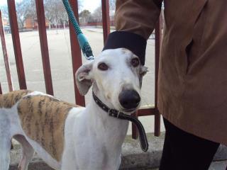 Foto: Estas dos preciosas galguitas a las que llaman Ligera es la blanquita y Bruja la atigrada corren el riesgo de terminar en manos de un gitano o tiradas en medio de algun campo perdido de la mano de dios..  He estado hablando con el dueño y las he hecho fotos para intentar evitar que terminen de mala manera, porque ya me ha dicho que a él no le cuesta nada quitarles el chip y dejarlas por ahi tiradas. He tenido que morderme la lengua porque quiero intentar encontrarles una familia.. Son dos dulzuras, cariñosas a mas no poder, riquisimas,, que solo tenian ojitos para ese dueño que en lo unico que piensa es en cazar y matar conejos.  Ya sabemos que ellos no tienen ningun escrupulo ni ningun remordimiento, de hecho dice que las quitan los chips y se los ponen a otros. Asi que estas dos pequeñinas tienen todas las papeletas para terminar siendo dos galguitas mas deambulando por los campos, buscando comida e intentando sobrevivir  Estan en Madrid y la señora que me ha dado el aviso se hace cargo de pagar las castraciones de las dos, de la analitica y de lo que necesiten,, pero claro necesitamos un sitio o alguna asociacion que nos ayude con ellos.. Tenemos una semana como mucho..  Por favor son muy muy urgentes,, estas dos bellas princesitas no pueden terminar por ahi tiradas o en manos de algun tipejo que las maltrate hasta la saciedad.  Tienen unos tres añitos y ya para ellos son viejas.. Se que no habria que ayudar a estas gentuzas, pero quienes pagaran el pato seran las galguitas que no tienen culpa de nada, a ellos les importa tres narices porque las dejaran por ahi tiradas sin dudarlo ni un segundo.  Si alguien puede ayudarlas por favor que me escriban  irina.animalessinhogar@gmail.com