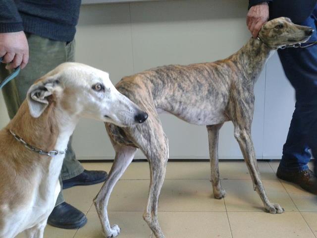 Foto: cordoba en la perrera el atigrado es macho la canela es hembra, contacto: angel_de_combate_alita@hotmail.com