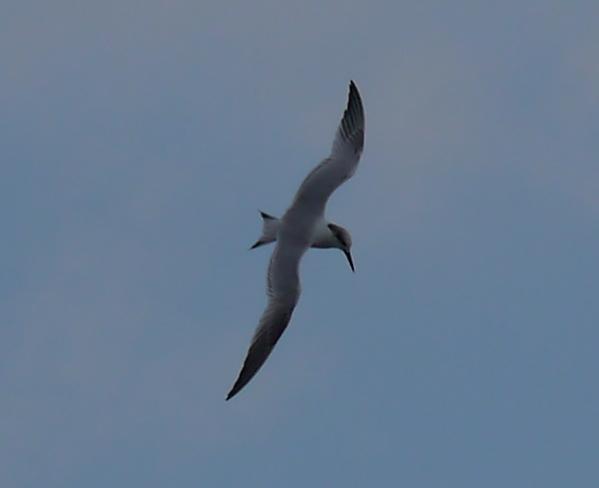 Garrucho nel muelle Lluanco